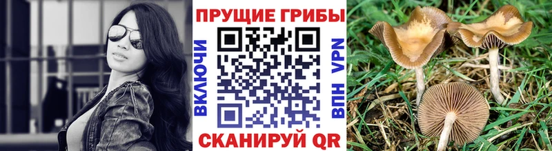 Галлюциногенные грибы мухоморы  MEGA ссылки  Строитель 